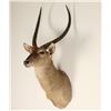 Image 2 : African Waterbuck Mount