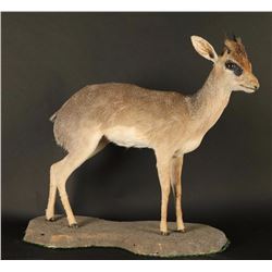 Full Mounted Small Dik Dik