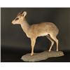Image 2 : Full Mounted Small Dik Dik