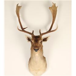 Small Elk Mount