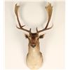 Image 1 : Small Elk Mount