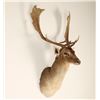 Image 3 : Small Elk Mount