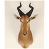 Image 1 : African Hartebeest Shoulder Mount