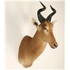 Image 2 : African Hartebeest Shoulder Mount
