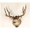 Image 1 : 6X6 Buck Mount