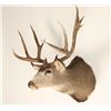 Image 2 : 6X6 Buck Mount