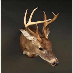 White Tail Deer Shoulder Mount