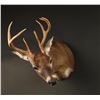Image 2 : White Tail Deer Shoulder Mount