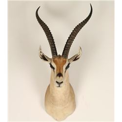 African Springbok Mount