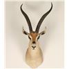 Image 1 : African Springbok Mount