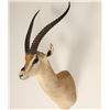 Image 2 : African Springbok Mount