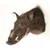 Image 1 : African Warthog