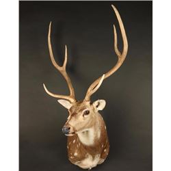 Axis Deer Shoulder Mount