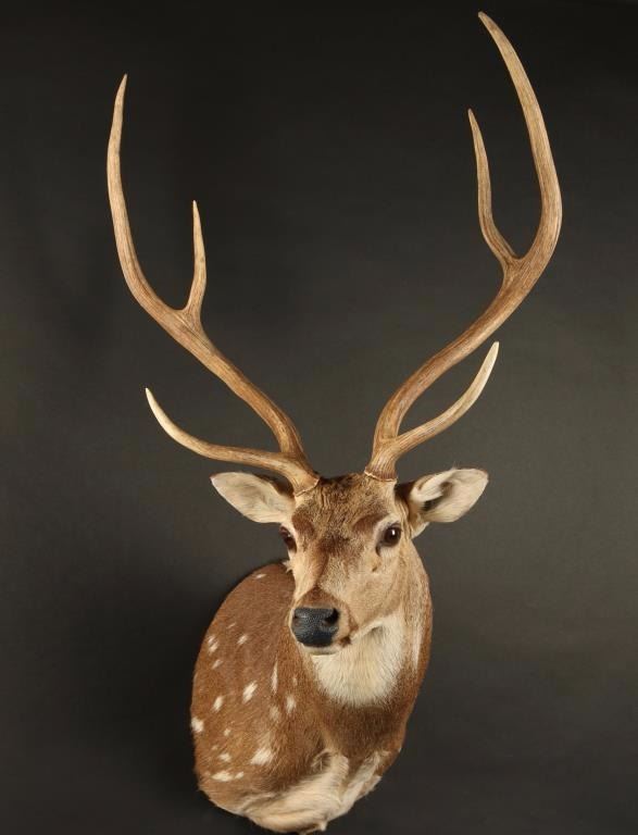 Axis Deer Shoulder Mount