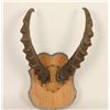 Image 1 : Ibex Horns
