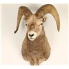 Image 1 : Big Horn Sheep Mount