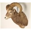 Image 2 : Big Horn Sheep Mount