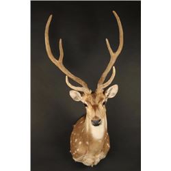 Axis Deer Shoulder Mount