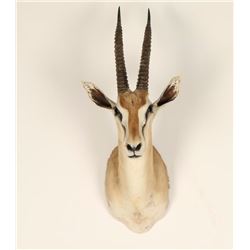 Small African Game Animal Mount
