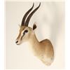 Image 2 : Small African Game Animal Mount