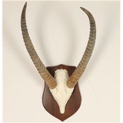 Waterbuck Horns