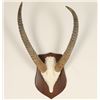 Image 1 : Waterbuck Horns