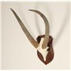 Image 2 : Waterbuck Horns