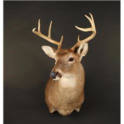 White Teil Deer Shoulder Mount