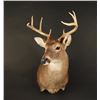 Image 1 : White Teil Deer Shoulder Mount