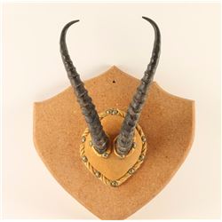 African Animal Horns on Board