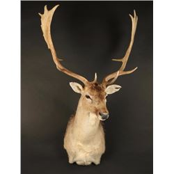 Fallow Deer Mount