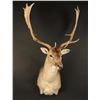 Image 1 : Fallow Deer Mount