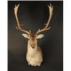 Image 2 : Fallow Deer Mount