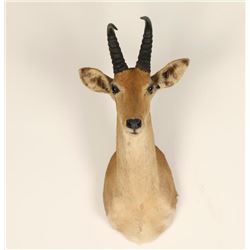African Game Animal Mount