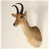 Image 2 : African Game Animal Mount
