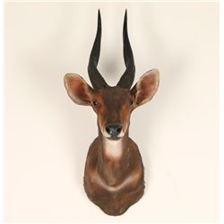 Small African Game Animal