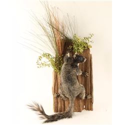 Full Mounted Squirrel