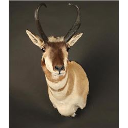 Pronghorn Mount