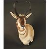 Image 1 : Pronghorn Mount