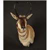 Image 2 : Pronghorn Mount