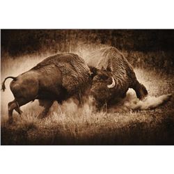 "Two Buffalo Bulls Fighting" Print