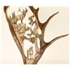 Image 2 : Beautiful Moose Antler Decorator