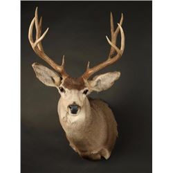 Mule Deer Shoulder Mount