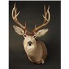 Image 1 : Mule Deer Shoulder Mount