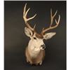 Image 2 : Mule Deer Shoulder Mount