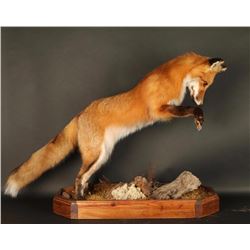 Full Mount Red Fox