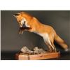 Image 2 : Full Mount Red Fox