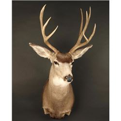 Mule Deer Shoulder Mount