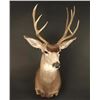 Image 1 : Mule Deer Shoulder Mount