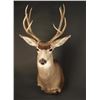 Image 2 : Mule Deer Shoulder Mount